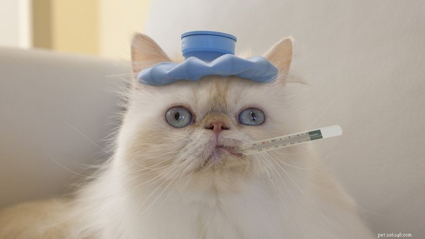 Como tratar doenças comuns de gatos