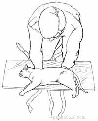 Come trattare un gatto con la schiena rotta