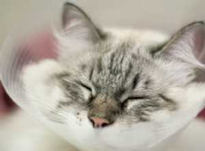 눈이 긁힌 고양이를 치료하는 방법
