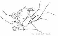 Hoe behandel je een kat met een vishaak ingebed in zijn lichaam