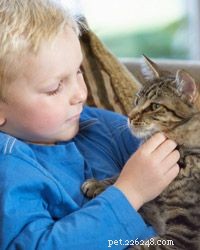 고양이가 어린이에 대한 책임감을 가르치는 5가지 방법