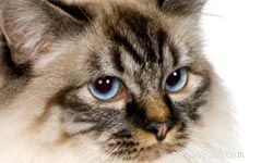 10 замечательных пород кошек для детей