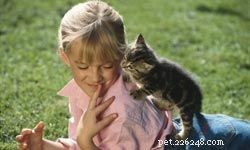 10 geweldige kattenrassen voor kinderen