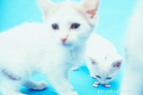 聴覚障害または視力障害のある猫のための家庭薬 