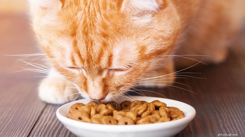Whisker-vermoeidheid kan uw katten chagrijnig veroorzaken tijdens het eten