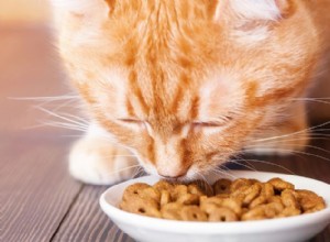Morhårströtthet kan orsaka dina katter griniga vid måltiden