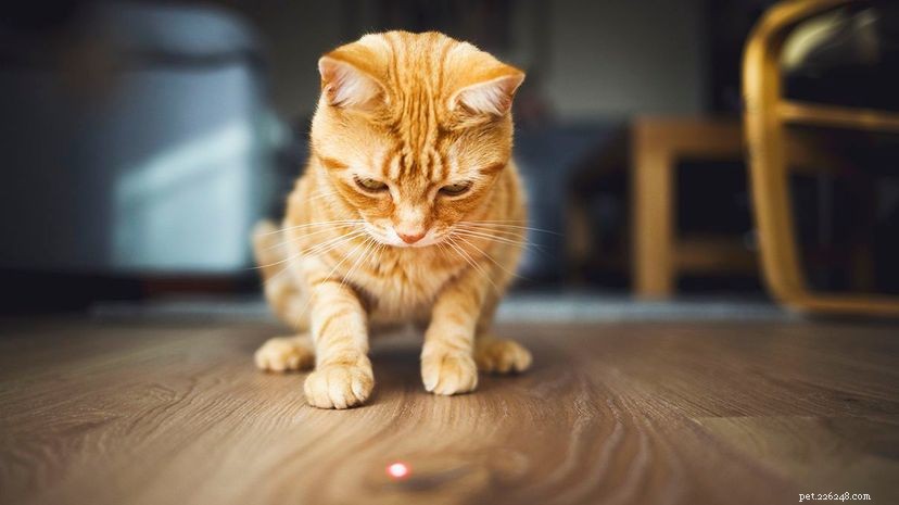 Varför är katter så besatta av laserpekare?