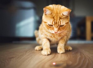 Waarom zijn katten zo geobsedeerd door laserpointers?