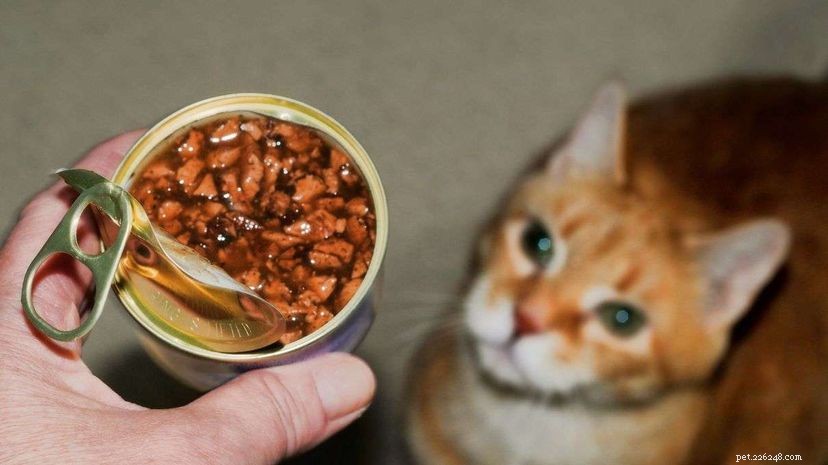 Uw kat laten werken voor voedsel maakt haar gelukkiger en gezonder