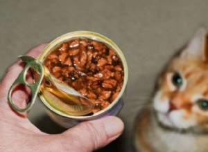 고양이가 음식을 위해 일하게 하면 고양이가 더 행복하고 건강해집니다