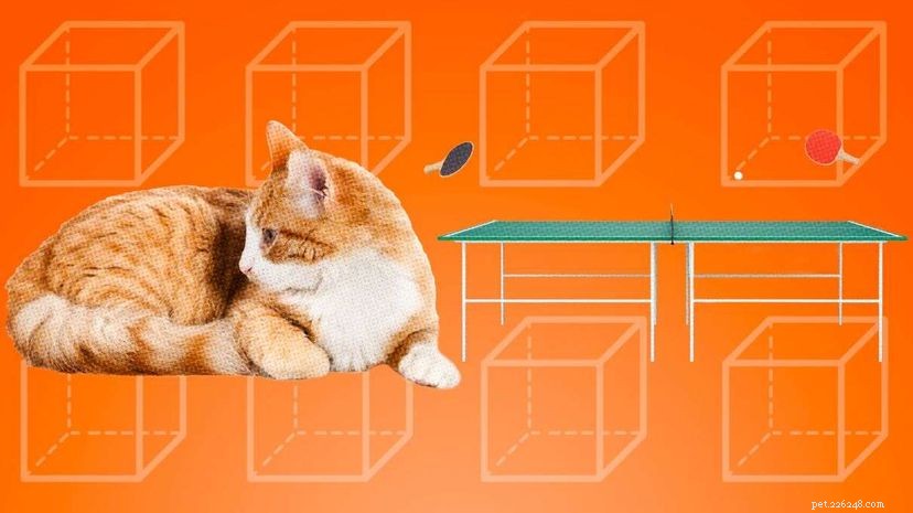 In che modo un gatto è simile a un tavolo da pingpong?