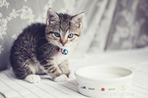 Je v pořádku, aby kočky pily mléko?