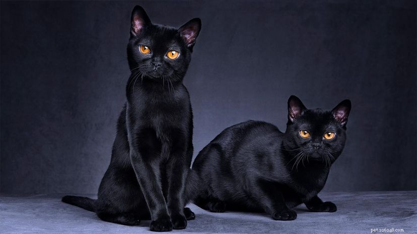 검은 고양이가 불운으로 여겨지는 이유는 무엇입니까?