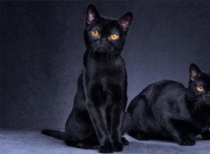 Varför anses svarta katter ha otur?