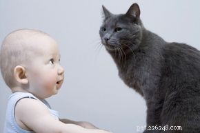 Stjäl katter verkligen bebisars andetag?
