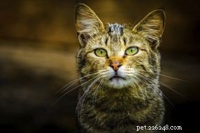 Os gatos selvagens transmitem doenças?