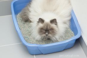 5 causas de problemas de caixa de areia em gatos