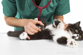5 oorzaken van kattenbakproblemen bij katten