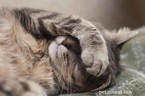 5 cause dei problemi con la lettiera nei gatti