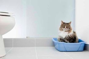 5 причин проблем с туалетом у кошек