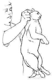 Hur man håller fast en skadad katt