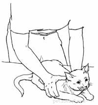 Como administrar medicação oral a um gato
