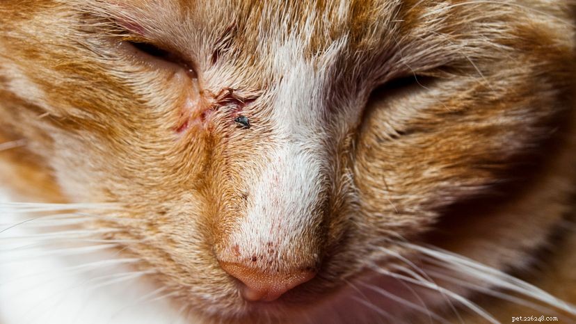 Como tratar um gato que sofreu uma mordida de animal