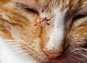 Como tratar um gato que sofreu uma mordida de animal