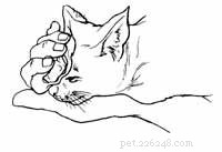 Comment traiter un chat qui saigne