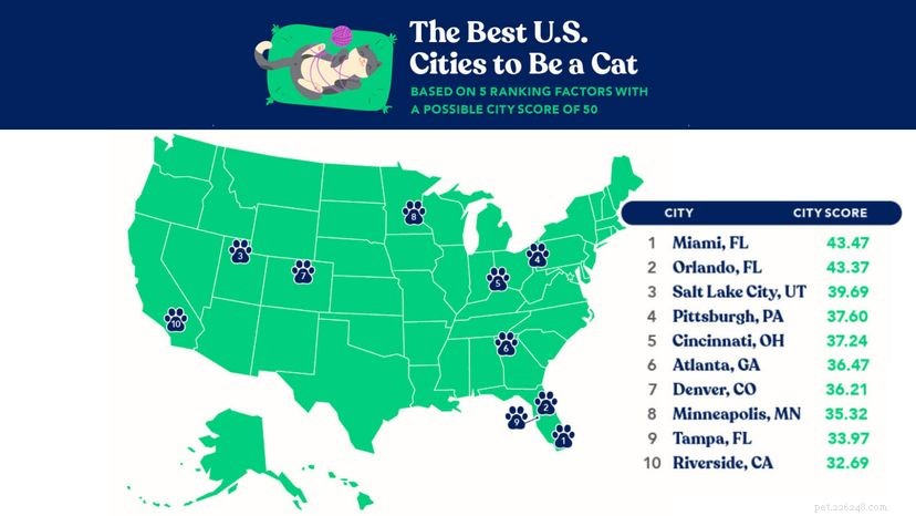 Beste (en slechtste) steden om in te wonen als je een kat bent