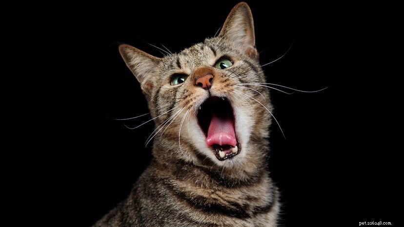 Pourquoi les vieux chats hurlent-ils autant ?