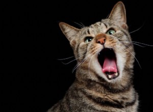 Proč staré kočky tolik řvou?