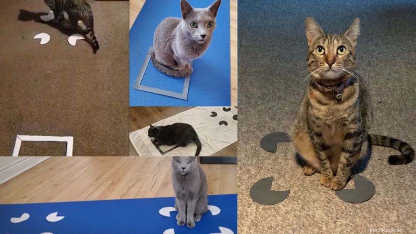 If I Fits I Sits:The Science Behind Cats Sitting in Squares