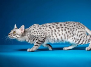 Egyptská kočka Mau vypadá jako mourovatá kočka, chová se jako pes 