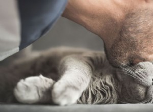 Långsamt blinkande mot din katt binder verkligen er båda — prova!