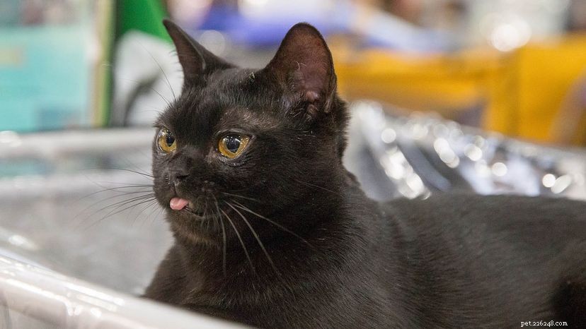Je moje černá kočka bombajská kočka?