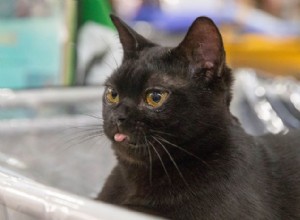 私の黒猫はボンベイ猫ですか？ 