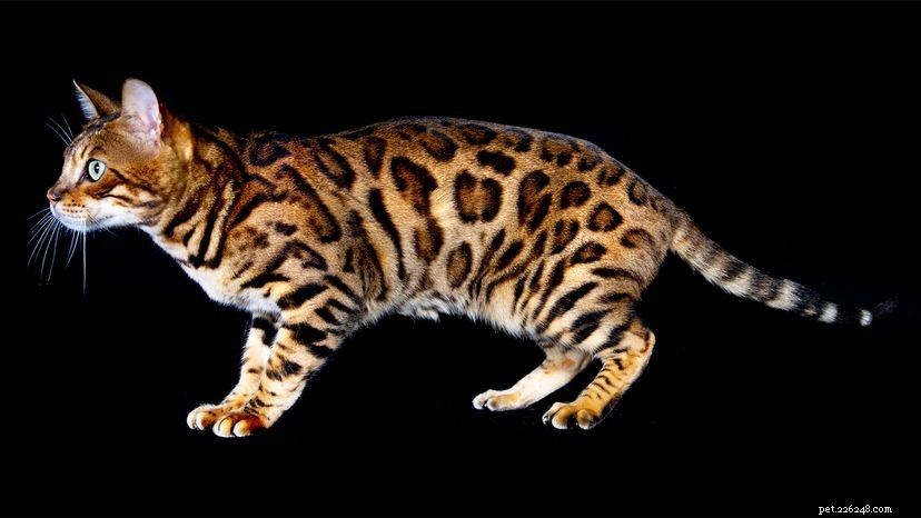 Bengálské kočky jsou mini leopardí hybridní domácí kočky