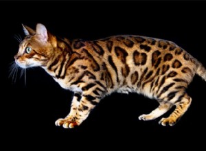 Bengálské kočky jsou mini leopardí hybridní domácí kočky