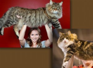 The Battle of the Big Cats:Maine Coon vs. Norwegian Forest