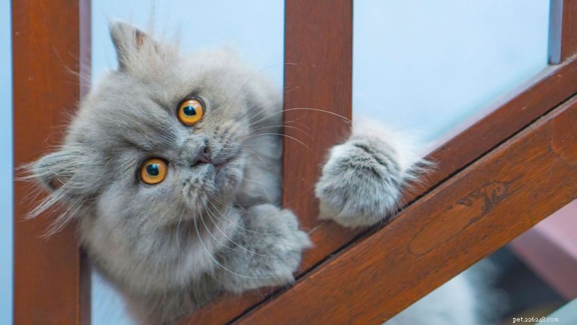 9 feiten over de Perzische kat, de koning van de Lap-Nappers