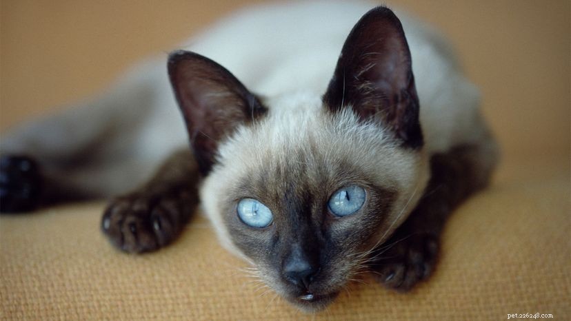 12 vorstelijke feiten over Siamese katten