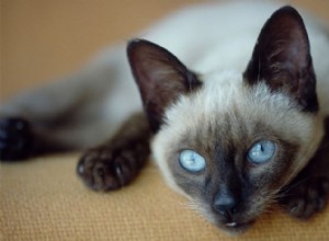 12 královských faktů o siamských kočkách