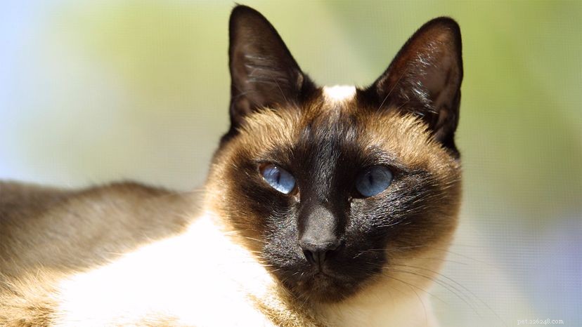 12 fatos reais sobre gatos siameses