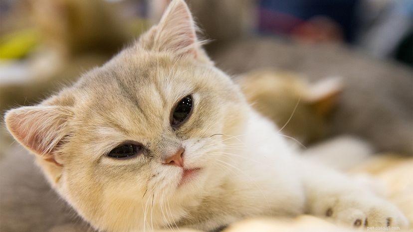 Britská krátkosrstá kočka je kočka medvídka s kulatou tváří