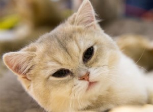 ブリティッシュショートヘアは丸顔のテディベア猫です 