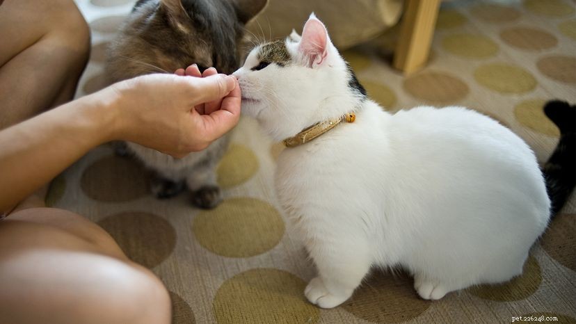 Кошки-манчкины:винеры кошачьего мира