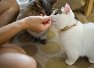 Кошки-манчкины:винеры кошачьего мира