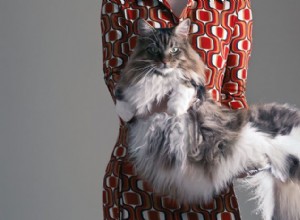 Mainské mývalí kočky:Jemní obři kočičího světa