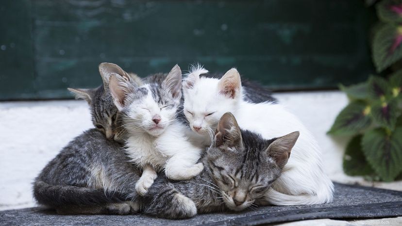 タキシード、トラ猫、三毛猫：これらの飼い猫を区別する方法 